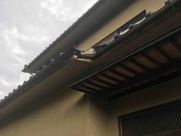 倉敷市玉島 雨樋 修理 業者